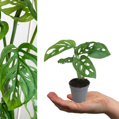 diy-4202606032204592519322