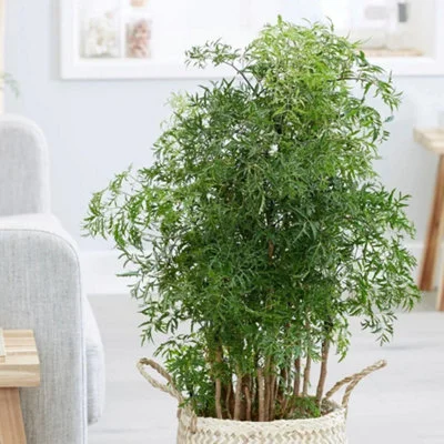 diy-4202606060628103065012